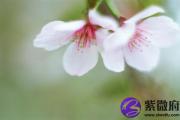 己卯日出生名人明星 己卯日生人怎么样