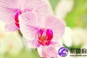 癸巳日生于申月解析 癸巳日生于申月命运好吗