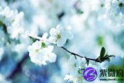 癸巳日与庚申日配吗 癸巳日柱与庚申日柱是否适合