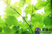 癸巳日生于卯月解析 癸巳日生于卯月命运好吗