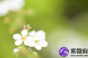 乙卯日女会怎么样？女命乙卯日生