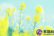 丙午日生于寅时 丙午日寅时生命运好吗