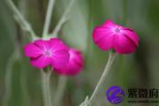 丙寅日生于寅月解析 丙寅日生于寅月命运好吗