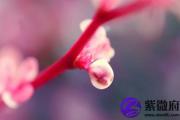 乙未日生于卯月解析 乙未日生于卯月命运好吗