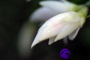 天上火缺水 天上火命五行缺水怎么办