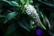己卯日适合佩戴什么 己卯日佩戴什么能带来好运