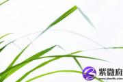 甲辰日女命对象特征 女命甲辰日看配偶