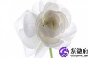 甲寅日的五行属性 甲寅日柱是什么五行