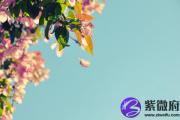 癸亥日生于巳月解析 癸亥日生于巳月命运好吗