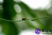 庚辰辛巳白蜡金详解 00/01属龙属蛇白蜡金命运