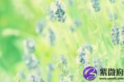 剑锋金遇什么命吉 什么命旺剑锋金