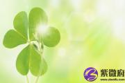 天上火是哪年生人 天上火是什么生肖