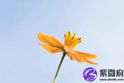 松柏木命事业的发展方位