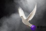 乙酉日精论 乙酉日命运分析 什么是乙酉日