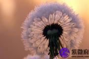 丁亥日男命看婚姻 丁亥日柱男婚姻怎么样