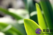 丁卯日五行属什么 丁卯日五行相生相克