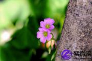 甲午日适合佩戴什么 甲午日佩戴什么能带来好运