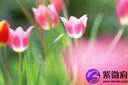 癸巳日柱看婚姻配偶 癸巳日柱看配偶情况