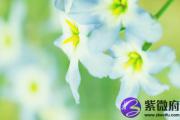 丙寅日精论 丙寅日命运分析 什么是丙寅日