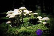 壬申日与癸未日配吗 壬申日柱与癸未日柱是否适合