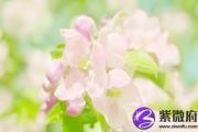 戊午日生于辰时 戊午日辰时生命运好吗