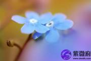 杨柳木命适合做什么工作或生意？
