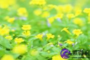 甲子日与己亥日配吗 甲子日柱与己亥日柱是否适合