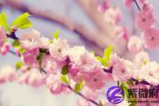 丙戌日生于午时 丙戌日午时生命运好吗