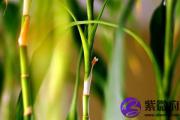 大驿土缺火 大驿土命五行缺火怎么办