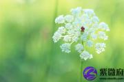 丁巳日与丙戌日配吗 丁巳日柱与丙戌日柱是否适合
