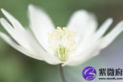 乙亥日生于未月解析 乙亥日生于未月命运好吗