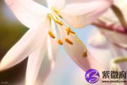 戊寅日与癸亥日配吗 戊寅日柱与癸亥日柱是否适合