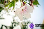 辛未日适合佩戴什么 辛未日佩戴什么能带来好运