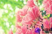 戊子日与丙戌日配吗 戊子日柱与丙戌日柱是否适合