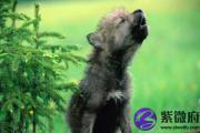 丙午日哪个月份生好？详解丙午日出生月份