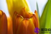 辛巳日适合佩戴什么 辛巳日佩戴什么能带来好运