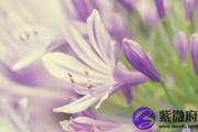 甲午日与丙午日配吗 甲午日柱与丙午日柱是否适合