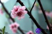 流年遇到的咸池桃花是指什么？流年桃花可以结婚吗