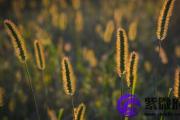 壬午日大多都是离婚命为什么？详解壬午日出生人命运