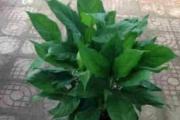 植物风水之50种风水植物的摆放