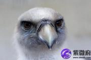 庚寅日与壬午日配吗 庚寅日柱与壬午日柱是否适合