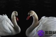 丁酉日与癸酉日配吗 丁酉日柱与癸酉日柱是否适合