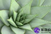 杨柳木命的人财运 杨柳木怎么招财怎么才能旺