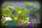桑柘木和壁上土配吗 桑柘木和壁上土婚姻如何？