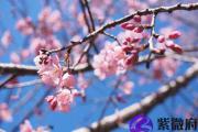 癸巳日与戊子日配吗 癸巳日柱与戊子日柱是否适合