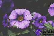 戊午日婚姻怎么样？戊午日柱婚姻情况