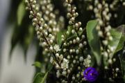 乙巳日与丙辰日配吗 乙巳日柱与丙辰日柱是否适合