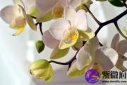 覆灯火和霹雳火配吗 覆灯火和霹雳火婚姻如何？