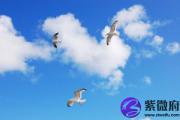 辛亥日与甲子日配吗 辛亥日柱与甲子日柱是否适合
