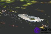 癸巳日与丁未日配吗 癸巳日柱与丁未日柱是否适合
